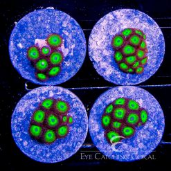 ECC Snake Eyes Zoanthid