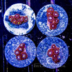 ECC Lost In Space Zoanthid