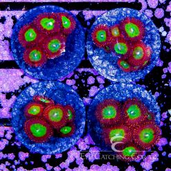 ECC Spirit Bomb Zoanthid