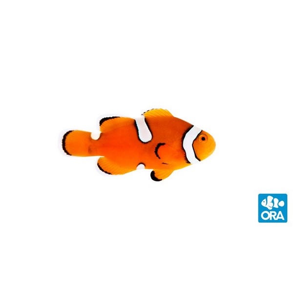 ORA True Percula Misbar Clownfish Captive-Bred - Oceans Garden Aquaculture