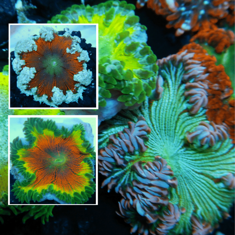 Oceans Garden Aquaculture Rock Flower Anemone Colored Assorted Limit