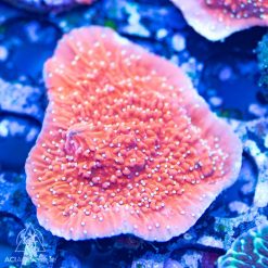 ACI Candy Corn Montipora Cap