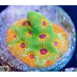 ACI Fascination Favia