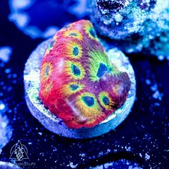 ACI Fireworks Favites