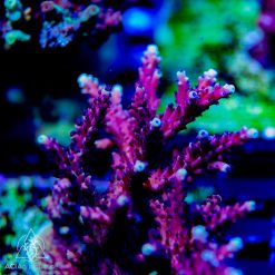 ACI Pink Cadi Acropora