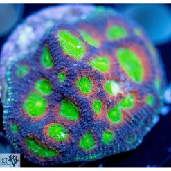 ACI Pumpkin Echinata
