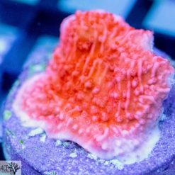 ACI Red Cap Montipora