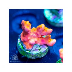 ACI Orange/Red Setosa Montipora