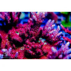ACI Red Planet Acropora