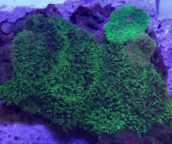 Neon Green Rhodactis Mushroom Coral
