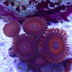 OGA Red Multi Zoanthid