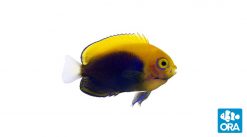ORA Flameback Angelfish Captive Bred