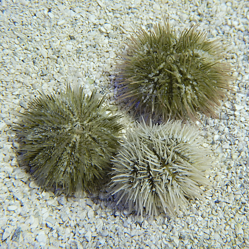 Pincushion Variegated Sea Urchin - Oceans Garden Aquaculture