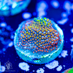 ACI Rainbow Montipora