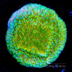 ECC Lemon Lime Montipora