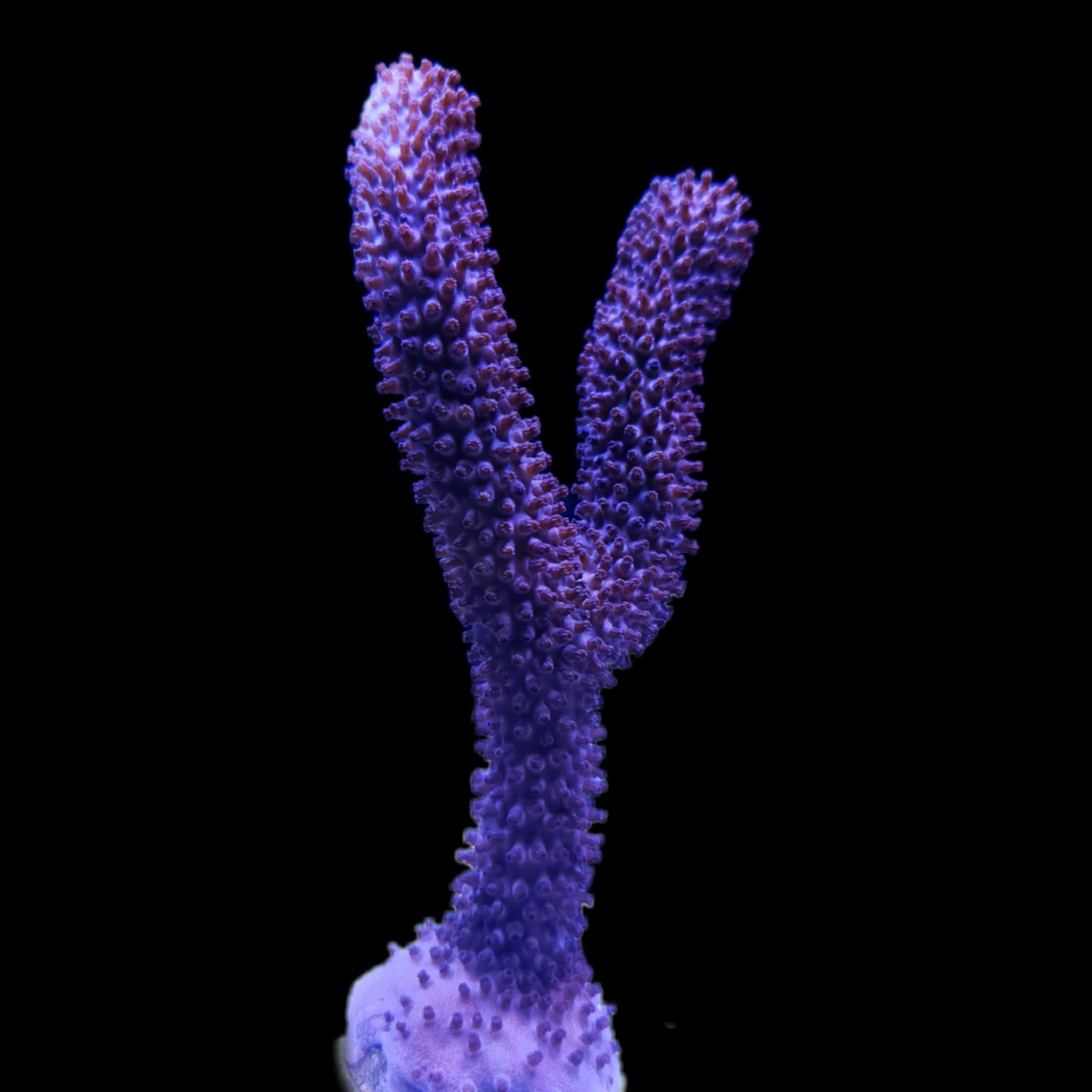 Oceans Garden Aquaculture EcoFriendly Corky Finger