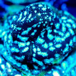 ACI Freeze Factor Leptoseris