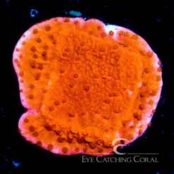 ECC Red Cap Montipora