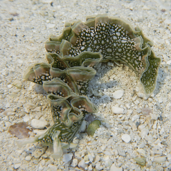 Lettuce Nudibranch
