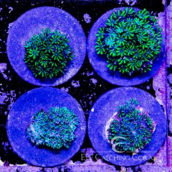 ECC Sympodium Coral