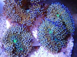 Rainbow Ricordea Mushroom Coral