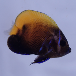 Majestic Blue Girdled Sub-Adult/Changing Angelfish Captive Bred