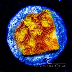 ECC Golden Harvest Leptoseris