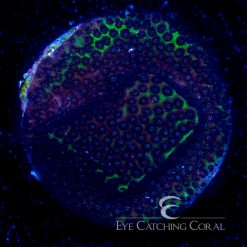 ECC Hidden Emerald Stylocoeniella