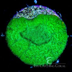 ECC Poison Ivy Leptoseris