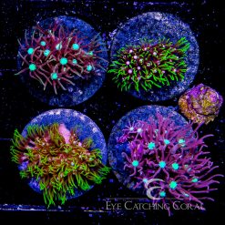 ACI Green Star Polyp Frag