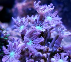 Aquacultured Corals- Lucent Cavularia polyps