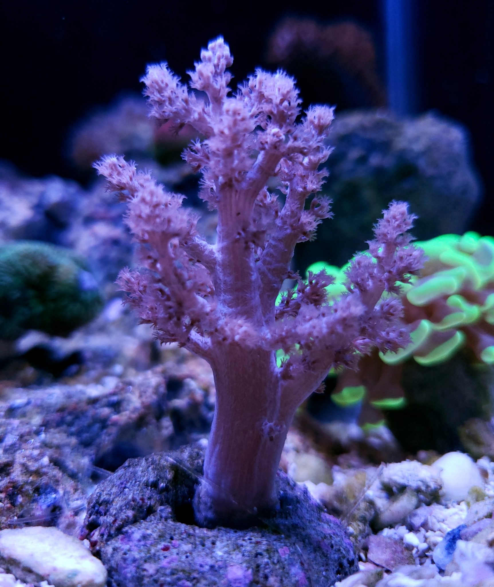 Oceans Garden Aquaculture Aquacultured CoralPink Tree Coral
