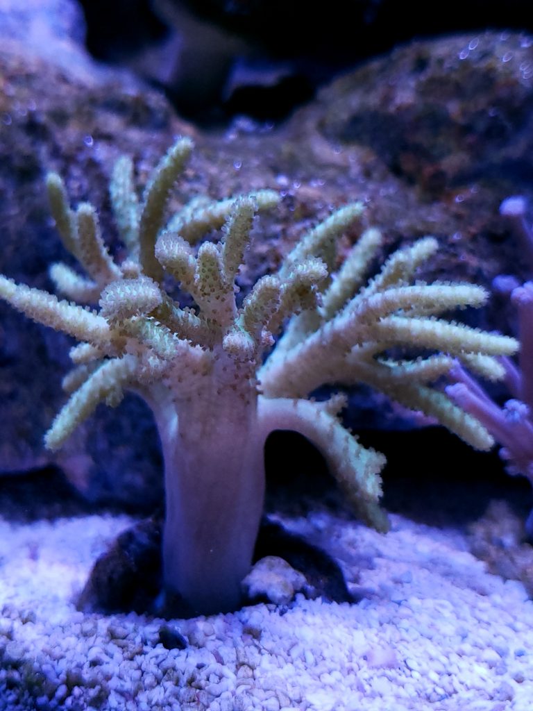 Aquacultured CoralGreen Finger Leather Oceans Garden Aquaculture