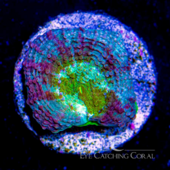 ECC Tidal Plunge Echinata