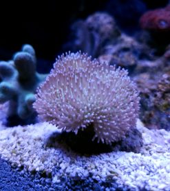 Aquacultured Coral-Green Toadstool Leather