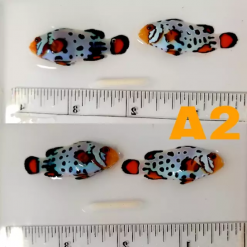 Proaquatix Select- Saphire Bullet Hole Ocellaris PAIR SALE