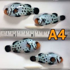 Proaquatix Select- Extreme Saphire Bullet Hole Ocellaris PAIR