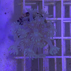 Alveopora Coral