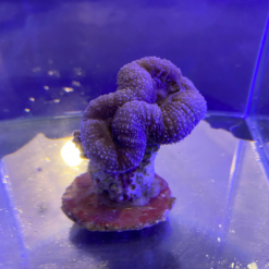 Lobophyllia