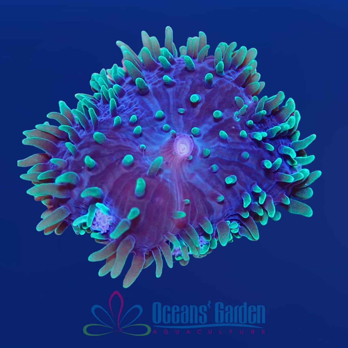OGA Green Hairy Mushroom Coral