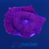 OGA Superman Mushroom Coral *small*