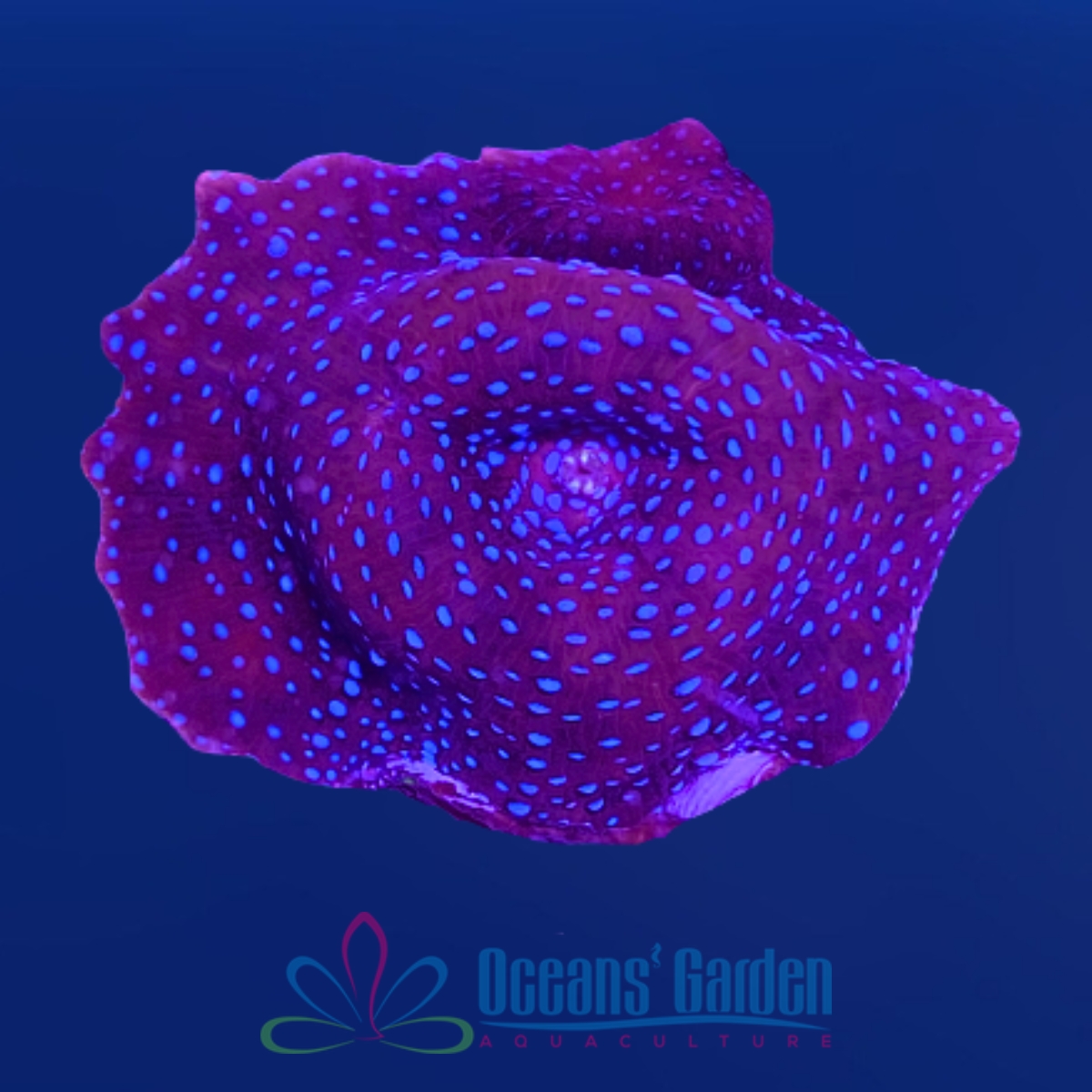OGA Superman Mushroom Coral *small*