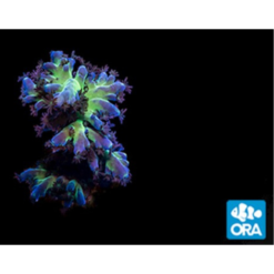 ORA Aquaculture Imperial Miyagi Stag Acropora Coral
