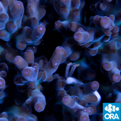 ORA Aquaculture Purple Loripes Acropora Coral