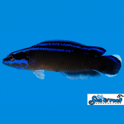 S&R Black Neon Dottyback Captive-Bred