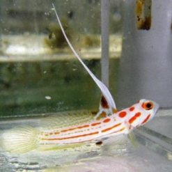 Yasha Goby- Captive Bred
