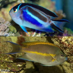 Proaquatix Bellus Angelfish 1-2" - Captive Bred