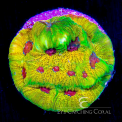 ECC Fascination Favia