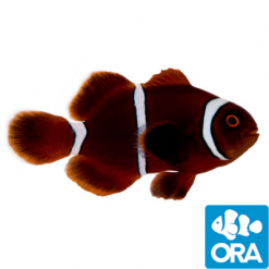 ORA Misbar Gold Stripe Maroon Clownfish Captive-Bred
