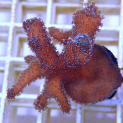 OGA Green Stylophora Coral